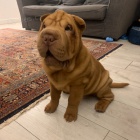 �t��ata o�kovan� shar-pei.