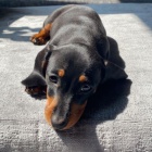 trpasli�� �t��ata hladkosrst�ho jezev��ka