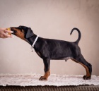 Dobrman �t��ata na prodej