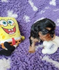 Kaval�r king charles spaniel �t���tka s PP