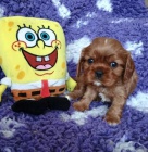 Kaval�r king charles spaniel �t���tka s PP