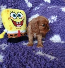 Kaval�r king charles spaniel �t���tka s PP