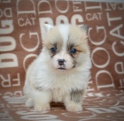 Vel�sk� Corgi Pembroke �t��ata