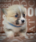 Vel�sk� Corgi Pembroke �t��ata