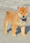 Shiba Inu �t��ata na prodej