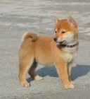 Shiba Inu �t��ata na prodej