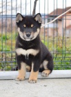 Shiba Inu �t��ata na prodej