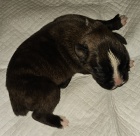 Nemeck� boxer, �teniatka, kr�tky chvost 