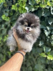 �t���tka pomeranian s PP