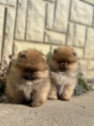 �t���tka pomeranian s PP