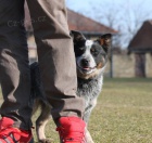 Australsk� hon�ck� pes � �t��ata