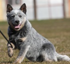 Australsk� hon�ck� pes � �t��ata