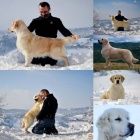 �t��ata a mlad� psi zlat�ho retr�vra na prodej