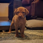 Ma�arsk� oha� kr�tkosrst�