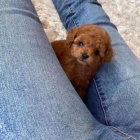 �t��ata toy pudla