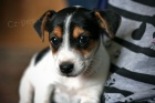 �t��ata jack russell teri�ra.