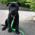 �t��ata staford��rsk�ho bulteri�ra