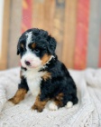 �t��ata Bernedoodle.