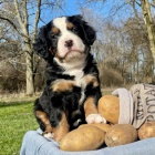 �t��ata bernsk�ho sala�nick�ho psa