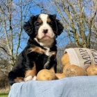 �t��ata bernsk�ho sala�nick�ho psa