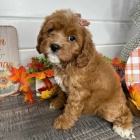 �t��ata Cavapoo