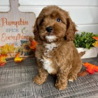 �t��ata Cavapoo
