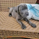 �t��ata italsk�ho Cane Corso