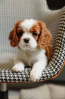 �t��ata Kaval�r King Charles Spaniel.