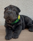 �t��ata o�kovan� shar-pei.