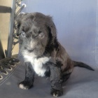 portugalsk�ho vodn�ho psa k adopci