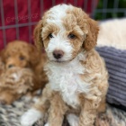�t��ata Cavapoo