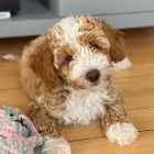 �t��ata Cavapoo
