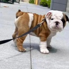 �t��ata anglick�ho buldo�ka