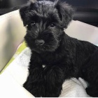 mal�ch kn�ra��