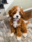 �t��ata Cavapoo