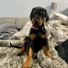 Dobrman - �t���tka