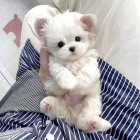 �t��ata malt�z�k�