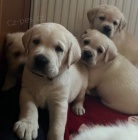 Labrador retriver s PP (smetanov�)