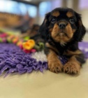 Kaval�r king charles spaniel �t���tko s PP