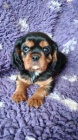 Kaval�r king charles spaniel �t���tko s PP