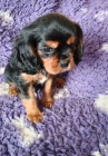 Kaval�r king charles spaniel �t���tko s PP