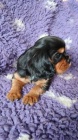 Kaval�r king charles spaniel �t���tko s PP