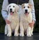 St�edoasijsk� pasteveck� pes � �t��ata