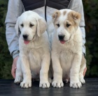 St�edoasijsk� pasteveck� pes � �t��ata