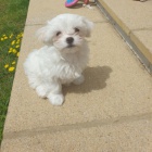 Roztomil� malt�tina �t��ata