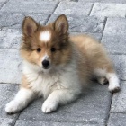 O�kovan� �t��ata �heltie