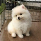 Prod�m �t��ata pomeraniana.