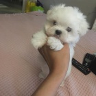 Malt�zsk� �t��ata k adopci.