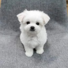 Malt�zsk� �t��ata k adopci.