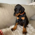 Dobrman - �t���tka